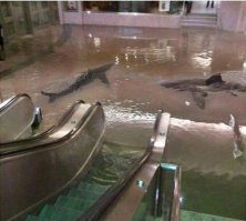 закину старый прикольный боян