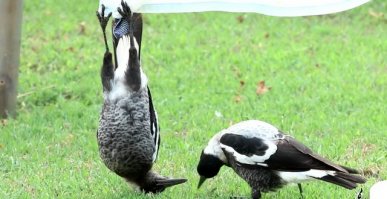 Только так (с совой не нашел):