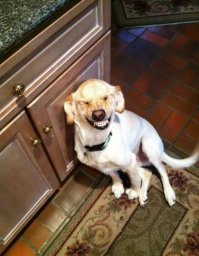 В японском твиттере прошёл чемпионат упоротых животных в категориях «кисики» и «пёси»