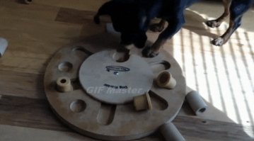 новую версию егэ уже на собаках тестируют?