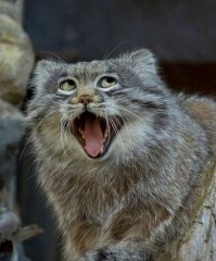 В японском твиттере прошёл чемпионат упоротых животных в категориях «кисики» и «пёси»