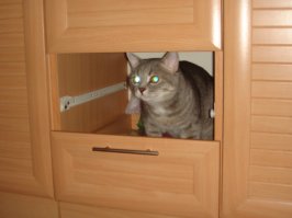 12 домов для кошек, созданных архитекторами в благотворительных целях