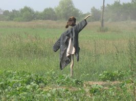 Эти люди знают, как сражаться за свой урожай