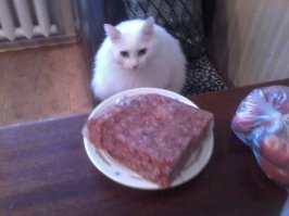 Мой вообще всеяден.Арбуз,дыню,огурцы,помидоры свежие и соленые,я уж не говорю про рыбу и холодец.Короче,все,кроме цветов.:)