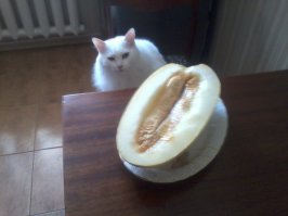 Мой вообще всеяден.Арбуз,дыню,огурцы,помидоры свежие и соленые,я уж не говорю про рыбу и холодец.Короче,все,кроме цветов.:)