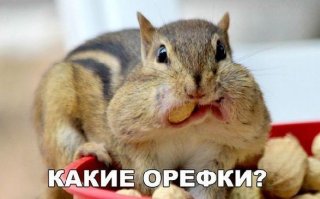 День не задался? Тогда взгляните на 48 диких хомяков!