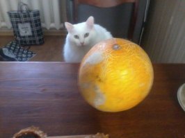 Мой вообще всеяден.Арбуз,дыню,огурцы,помидоры свежие и соленые,я уж не говорю про рыбу и холодец.Короче,все,кроме цветов.:)