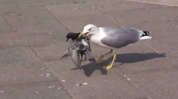 Понты катят, но не в нашем районе...