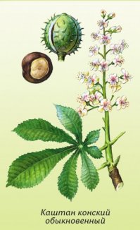 Правильно, конский.