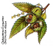 Правильно, конский.