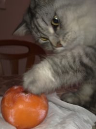 У меня кот ест хурму. Хурма и помидоры - любимая еда.