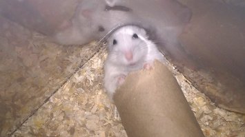 Вот мой был. Умер недавно. Я даже заплакал