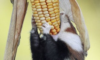 сладенькие 
а этот видимо решил впихнуть невпихуемое