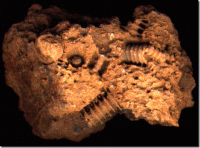 Исследование артефакта по снимку телефона - передовой метод.

А я тут на огороде болт нашел окаменевший. Совсем предки распоясались - 300 миллионов лет назад болты на огородах выращивали.