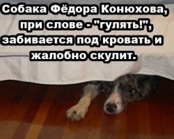 Смешные картинки с надписями