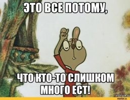 Американский Винни-Пух: в штате Иллинойс спасли толстого енота