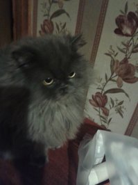 Мое серое солнышко..не стало месяц назад...13 лет радость приносил)подобрыш...
