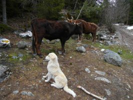 И я сняла в Грузии пастушью собаку в районе Сванетии, где древние башни. А Тушети - по фильму было родиной Мимино: "Стоит особо заметить, что в Тушети, возле сел Омало и Шенако велись съемки фильма  Мимино . По сценарию лётчик Валико Мизандари (Мимино)   тушин по национальности. На кадре из фильма как раз показано село Омало."