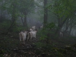 И я сняла в Грузии пастушью собаку в районе Сванетии, где древние башни. А Тушети - по фильму было родиной Мимино: "Стоит особо заметить, что в Тушети, возле сел Омало и Шенако велись съемки фильма  Мимино . По сценарию лётчик Валико Мизандари (Мимино)   тушин по национальности. На кадре из фильма как раз показано село Омало."