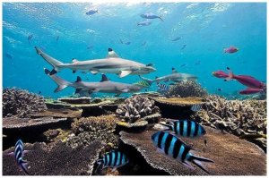 Рыбки симпатичные.
Особенно те три, в центре.