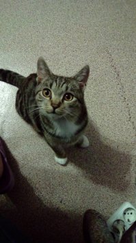 У меня точно такой же кот. Выглядит один в один, злится на любого из гостей, от кого пахнет другими котами и кошками. И мне при этом попадает под горячую лапу.