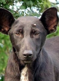 Женщина обнаружила Трампа в ухе своей собаки