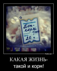 Что я купил?