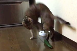 В прошлой жизни мужик был котом