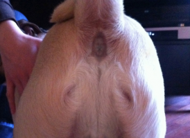 Женщина обнаружила Трампа в ухе своей собаки