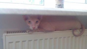 Голые и страшные