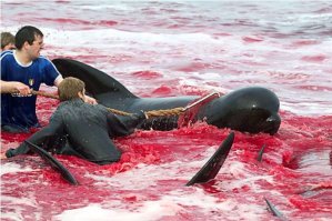 Датчане в ЕС убивают дельфинов, но отсталые и нелюди для западных стран - русские