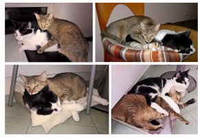 У нас одна из кошек тоже постоянно спит на коте, хотя, иногда спят в обнимку.