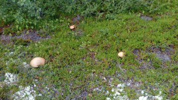 Ездил за грибами туда. Грибов море просто. Единственно, 120 километров надо ехать, 80 из которых асфальт (тогда был далеко не самый хороший) и 40 км по грунтовке.
Фото снимал на тапок, потому качество такое хорошее :). Фото 2014 года.