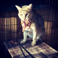 Особенно вот такая вот камышовая нека: