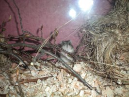 Был у меня и обычный рыжий хомяк и джунгарский. Не воняют если правильная подстилка и во время её менять. Джунгар пахнет меньше, поскольку он вообще меньше. Вообще забавный и даже интереснее обычного сирийского. Тот спит весь день и только рано утром или поздно вечером можно наблюдать за ним. Джунгар вполне бодр и днём. Спит конечно, но не всё время. Мне мой достался случайно, не хотела брать вообще. Ликвидировали зоомагазин по соседству, а тут дети у хомяков народились-не знали куда деть. Вот и уговорили меня взять. Не пожалела. Весёлый, ласковый, ручной. По голосу меня узнавал. Как домой приходила-писком приветствовал. Я ему из травы дом сплела, он был в восторге, правда потом съел его Потом сделала из трёх коряжек типа шалаша. Тоже оч радовался, обустраивался.  самый лучший вариант не клетка, а аквариум- нет вообще никакого мусора, а из клетки всё равно высыпается что-нибудь. Прожил 4 года. Славная крошка.