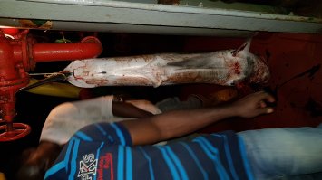 Вот, на работе ловятся иногда. Мясо вкусное очень. Сорри за качество, ночкой дело было