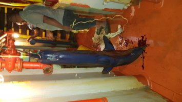 Вот, на работе ловятся иногда. Мясо вкусное очень. Сорри за качество, ночкой дело было