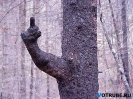 Проголодались: пугающие снимки деревьев, поглощающих все вокруг