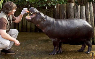 Спорить не стану,но вот карликовый бегемот никогда в большого не превращается)