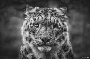 Сила взгляда: 19 сильнейших фото, которые вошли в историю