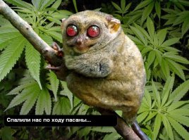 Потрясающие финалисты комедийной фотографии дикой природы 2017