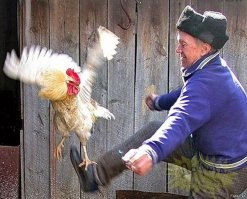 Претендент на нокаут года: боец ММА вырубил своего соперника брутальным ударом в прыжке