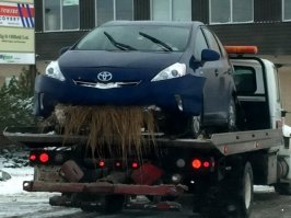 Плотно позавтракала,теперь самой ездить-лень...Мордаха,глянь,какая довооольная!