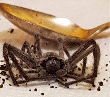 Пауки, кроме того, что в винограде (там красноспинный - ядовитая гадость), безобидные, хоть и выглядят страшно. Они из тех, что не плетут паутину, а так охотятся.
Ко мне так один на днях в чашку с кофе за мухой прыгнул - еле в себя потом пришел от кофеина :)