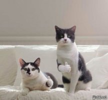 Котенок Печенька выбрала совсем неправильное место для игр и поплатилась за это