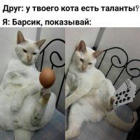 За этого кота предлагали 450 тысяч рублей