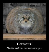 За этого кота предлагали 450 тысяч рублей