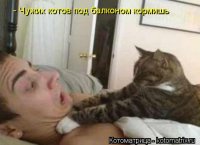 Не признала! Неожиданная реакция кошки на запах другого кота на хозяйке