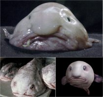 Рыбу каплю нужно по другому показывать , а то не понятно в чем странность