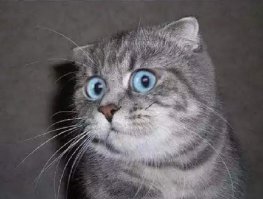 честно говоря